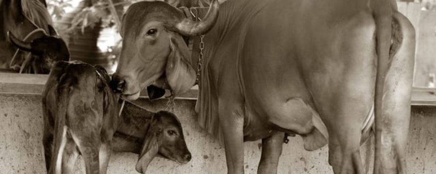 Indian Gir Cow farm | Klimom Desi Milk and Milk Products