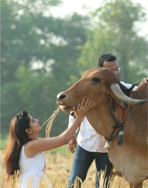 Klimom Desi Cow Milk | Namaste telangana