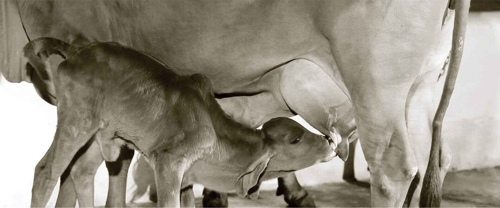 The calf is the first priority and the rest of the happy milk is for you
