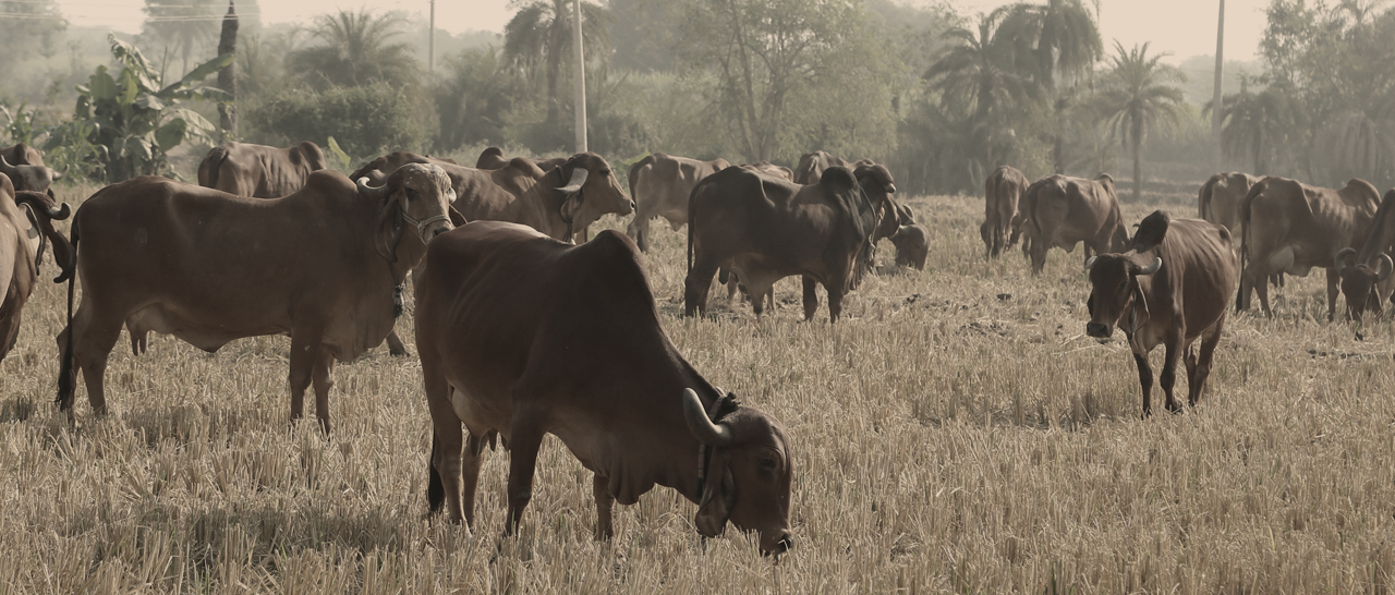 Desi Indian Cows in Hyderabad - Klimom Holy Gir Cows