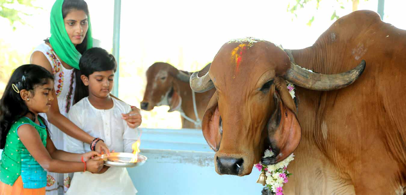 Klimom Desi Indian Gir Cows in Hyderabad | Cow Products