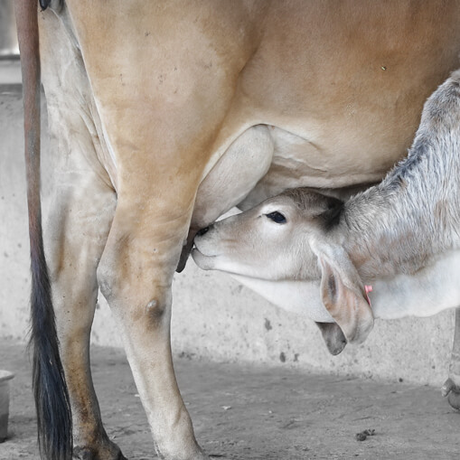 Calves are the rightful owner of the the cow’s milk. And we make sure they’re well-fed before the cow is milked. Over 25% of the milk is fed to the calf, before it’s milked for you.