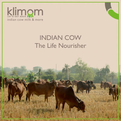 INDIAN COW : The Life Nourisher